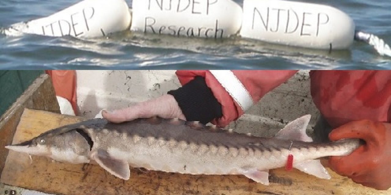 Atlantic Sturgeon Research in Delaware Bay Continues in 2019