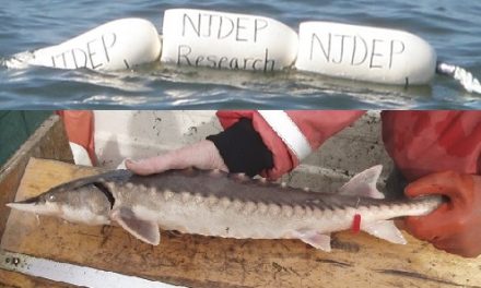 Atlantic Sturgeon Research in Delaware Bay Continues in 2019