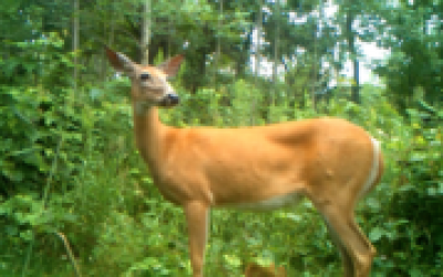 Back to Basics: Wildlife Management 101