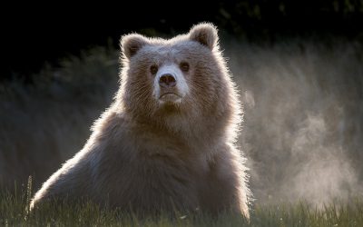 Backlit Wildlife