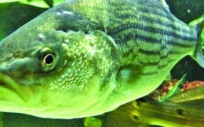 Bay Journal – Quick action urged to end striped bass overfishing