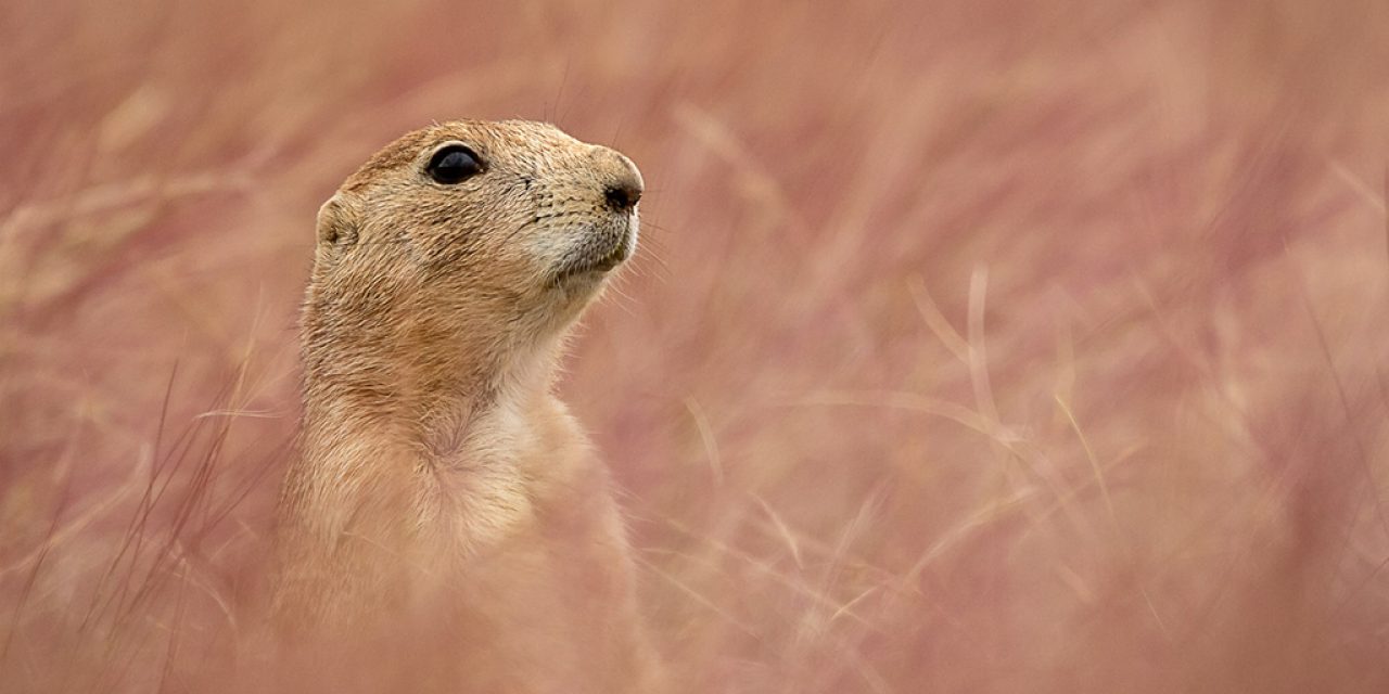 Behind The Shot Assignment Winner Ryan Baskerville