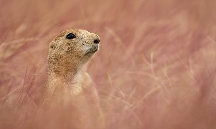 Behind The Shot Assignment Winner Ryan Baskerville