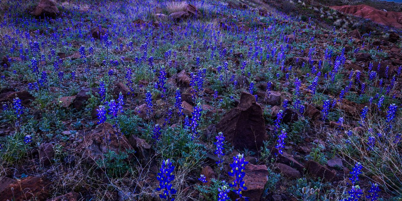 Big Bend Blue Hour Bluebonnets and Milky Way
