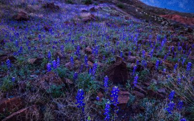 Big Bend Blue Hour Bluebonnets and Milky Way