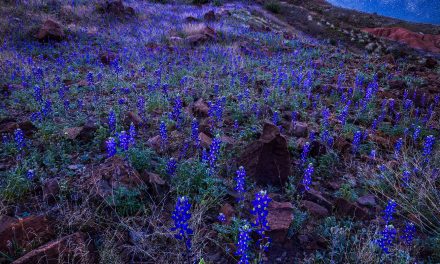 Big Bend Blue Hour Bluebonnets and Milky Way