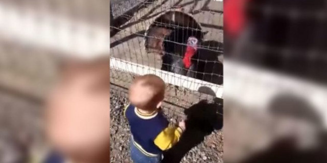 Can This Toddler Call Turkeys Better Than You?