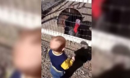 Can This Toddler Call Turkeys Better Than You?