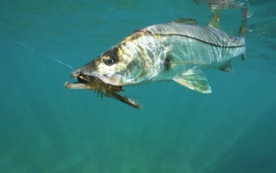 Design Raises the Bar for Shrimp Imitating Lures