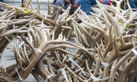 Do You Need Better Tips for Finding Sheds? Follow This Advice