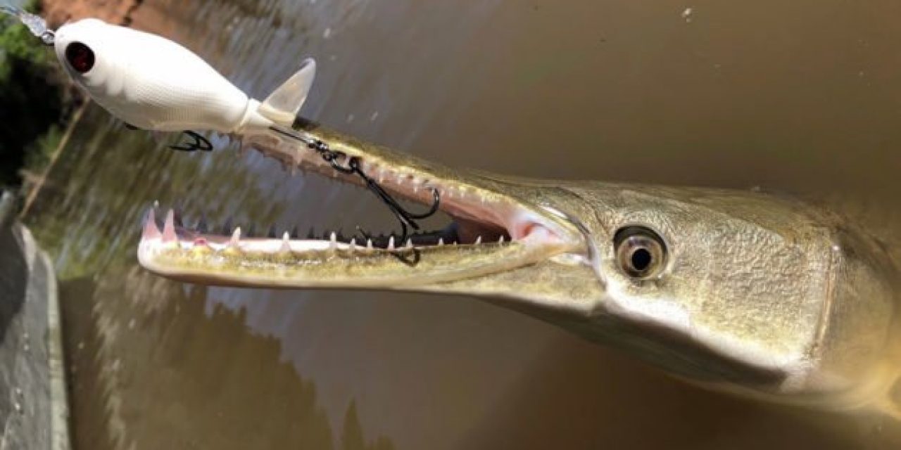 Does This Change Everything We Thought We Knew About Alligator Gar?