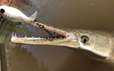 Does This Change Everything We Thought We Knew About Alligator Gar?
