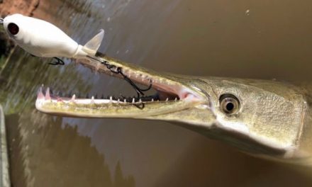 Does This Change Everything We Thought We Knew About Alligator Gar?
