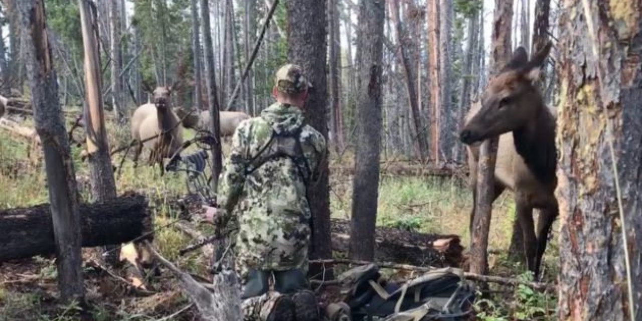 Elk Come Within Licking Distance of Bowhunter