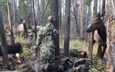 Elk Come Within Licking Distance of Bowhunter