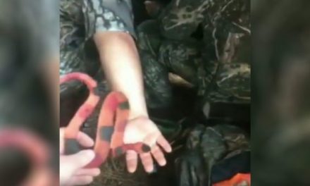 Epic Snake-In-the-Blind Prank Will Leave You Laughing