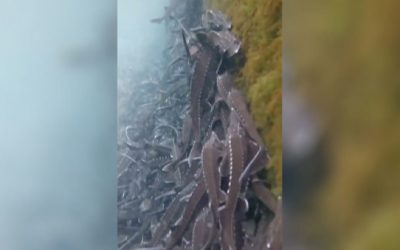 Every Sturgeon Fisherman Will Be Salivating After Seeing This