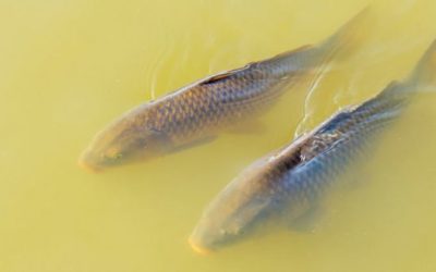 Everything You Need to Start Bowfishing Tomorrow
