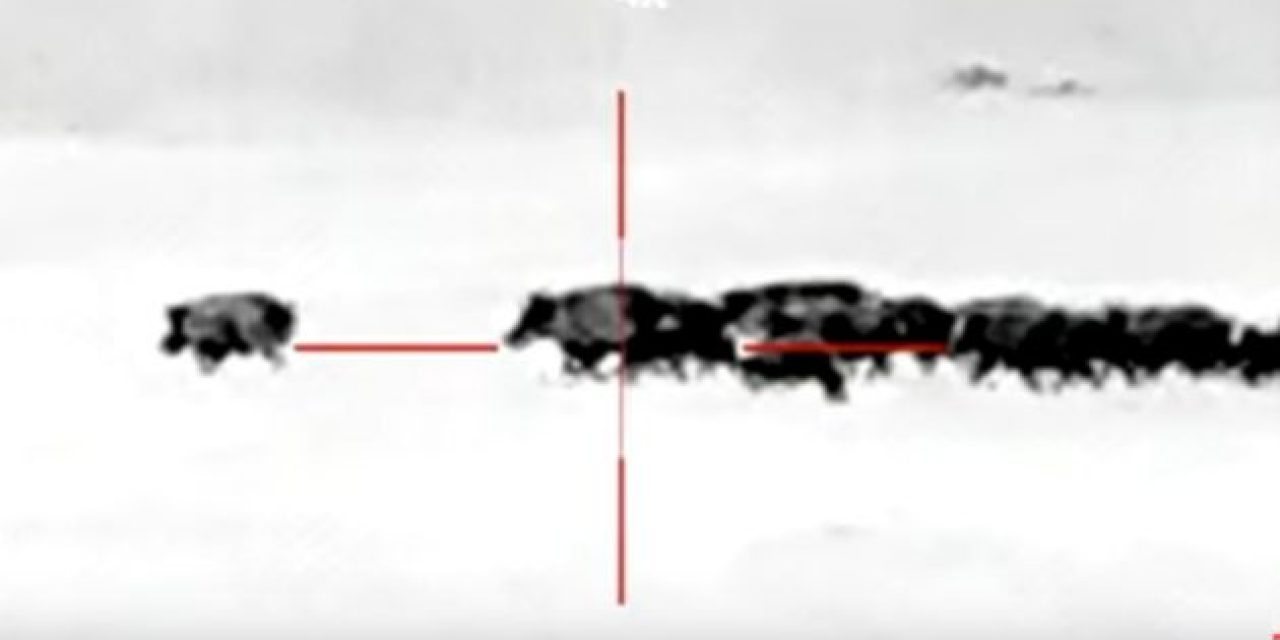 Farmer Puts 107 Hogs on the Ground Using Thermal Night Vision