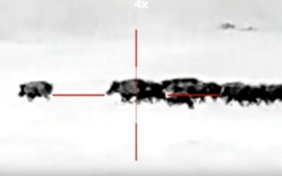 Farmer Puts 107 Hogs on the Ground Using Thermal Night Vision