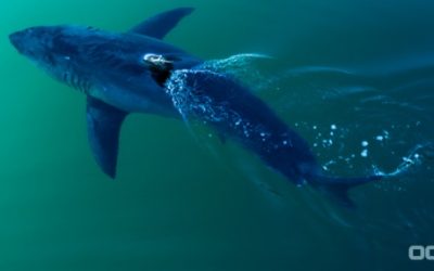 Fox News Reports – Great 1668 lbs White Shark Off The FL Panhandle