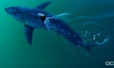 Fox News Reports – Great 1668 lbs White Shark Off The FL Panhandle