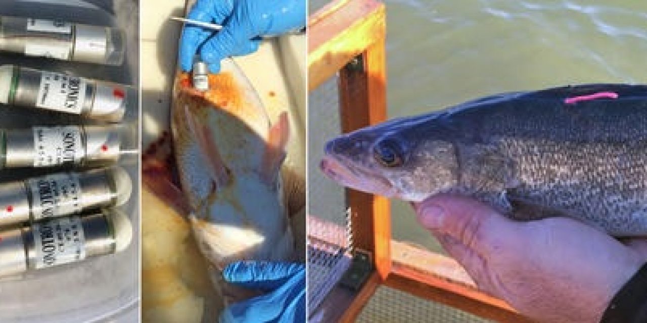 Glen Elder Reservoir (Kansas) Walleyes Carrying Telemetry Transmitters