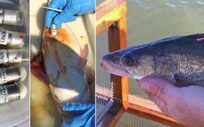 Glen Elder Reservoir (Kansas) Walleyes Carrying Telemetry Transmitters