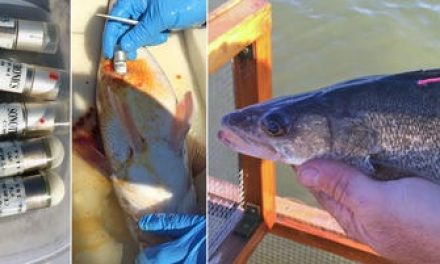 Glen Elder Reservoir (Kansas) Walleyes Carrying Telemetry Transmitters