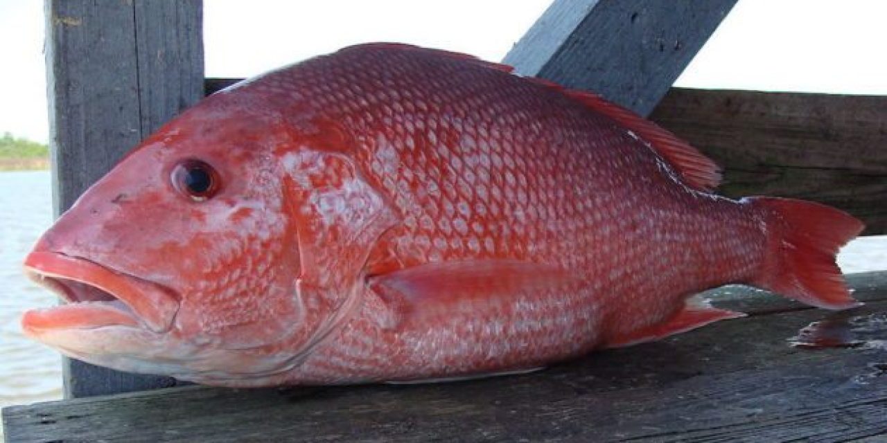 Gulf States Can Make the Call in Recreational Red Snapper Management, Says Council