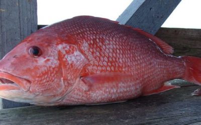 Gulf States Can Make the Call in Recreational Red Snapper Management, Says Council