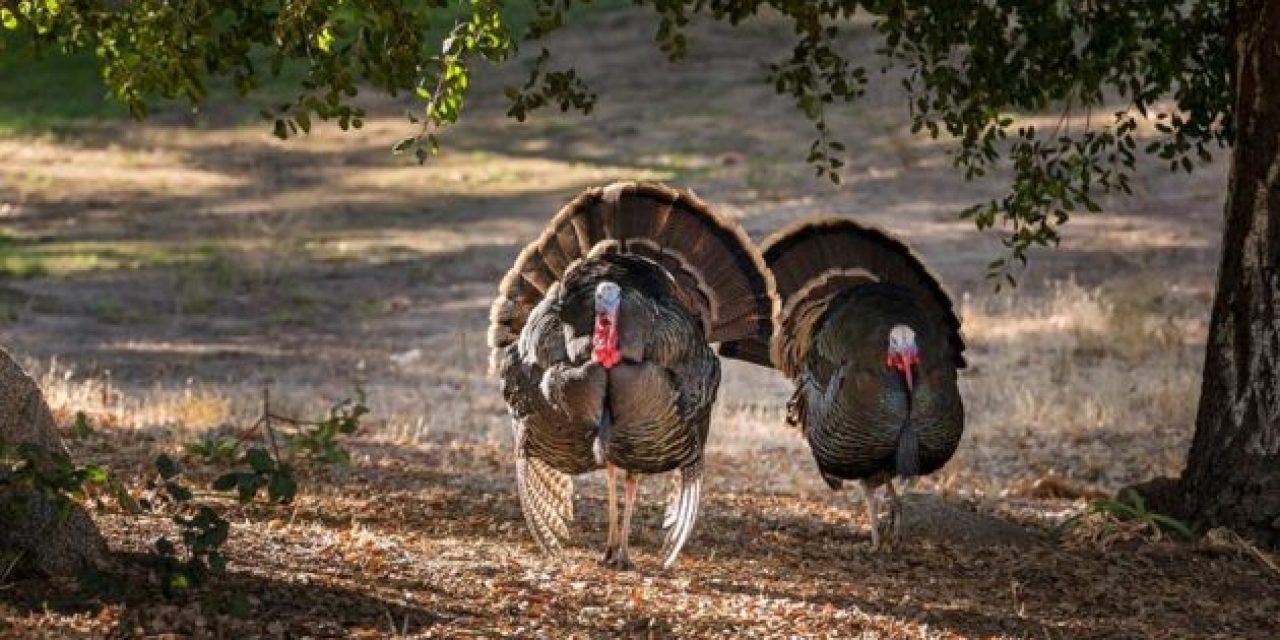 Here Are the Best Turkey Hunting Broadheads for Your Archery Setup