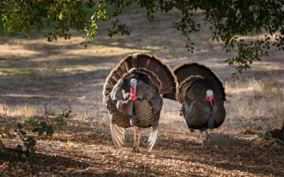 Here Are the Best Turkey Hunting Broadheads for Your Archery Setup