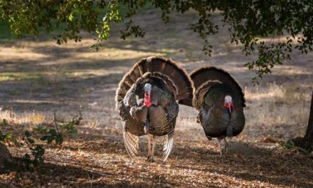 Here Are the Best Turkey Hunting Broadheads for Your Archery Setup