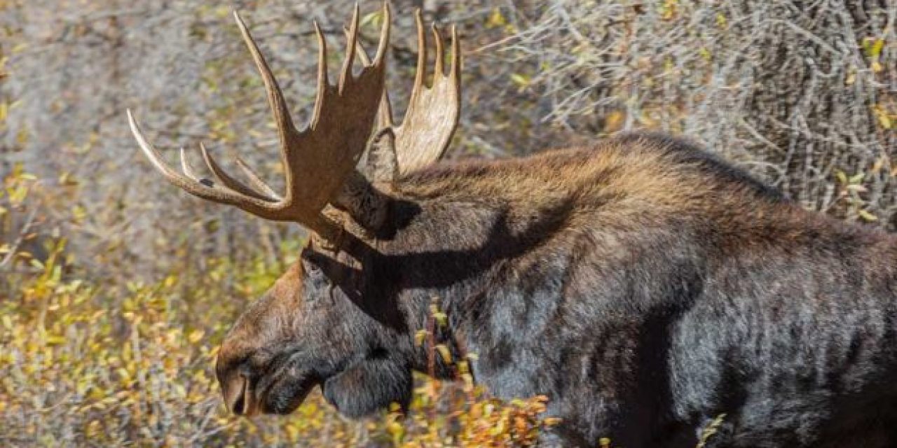 Hunter Bags World Record Shiras Moose After Waiting 30 Years