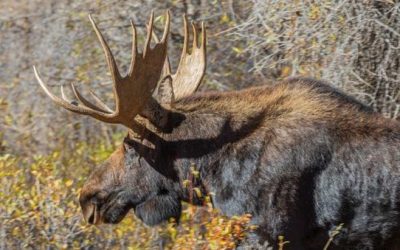 Hunter Bags World Record Shiras Moose After Waiting 30 Years