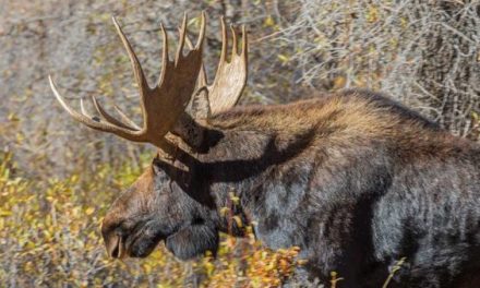 Hunter Bags World Record Shiras Moose After Waiting 30 Years