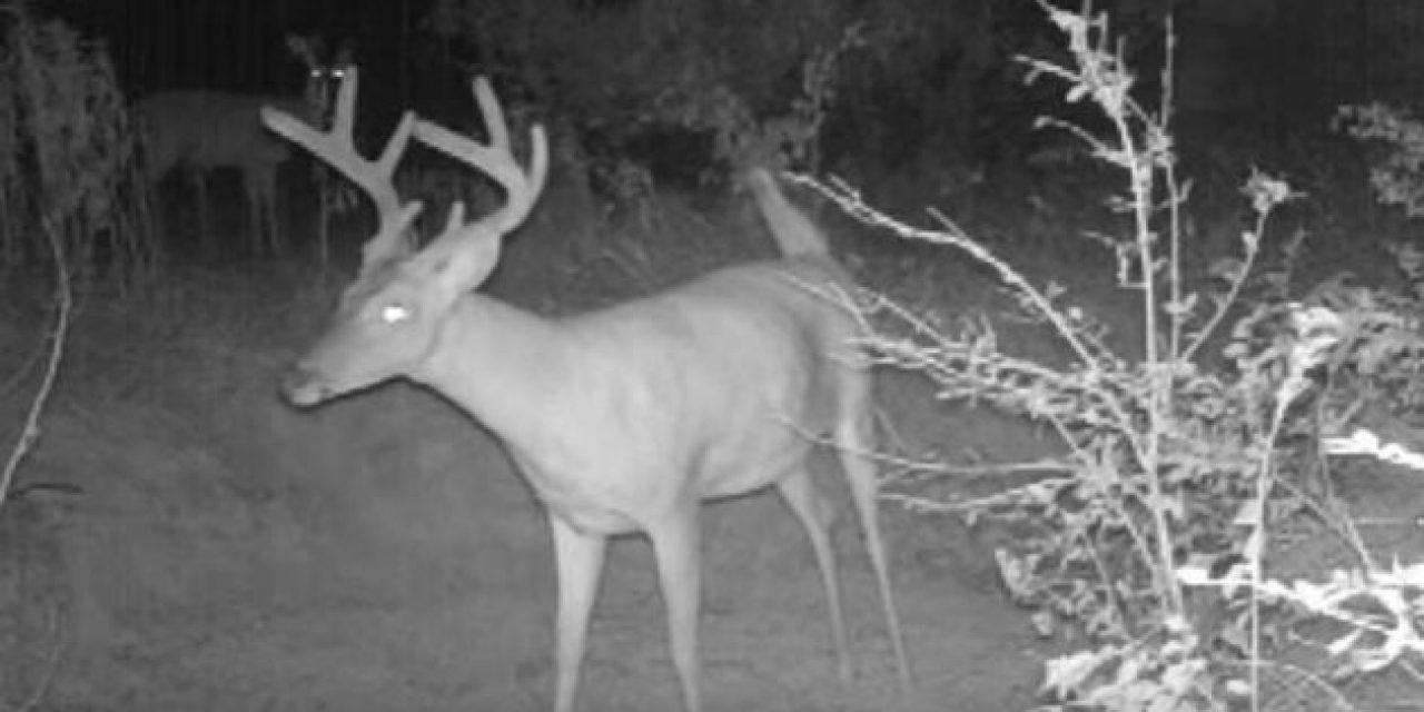 If a Deer Farts in the Woods and No One’s There to Hear It, Will a Trail Cam Still Pick It Up?