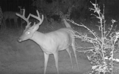 If a Deer Farts in the Woods and No One’s There to Hear It, Will a Trail Cam Still Pick It Up?