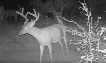 If a Deer Farts in the Woods and No One’s There to Hear It, Will a Trail Cam Still Pick It Up?