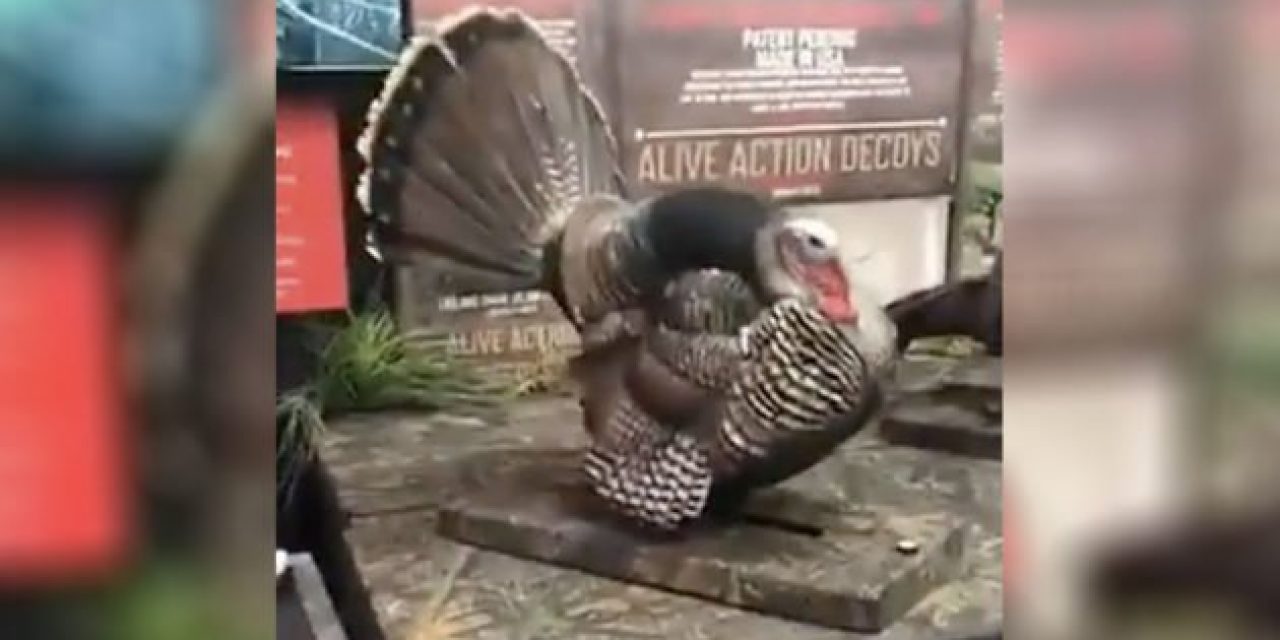 Is This Turkey Decoy Too Real to Hunt With?
