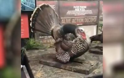 Is This Turkey Decoy Too Real to Hunt With?