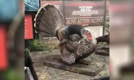 Is This Turkey Decoy Too Real to Hunt With?