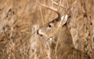 Major Public Land Tip: Keep a Secret