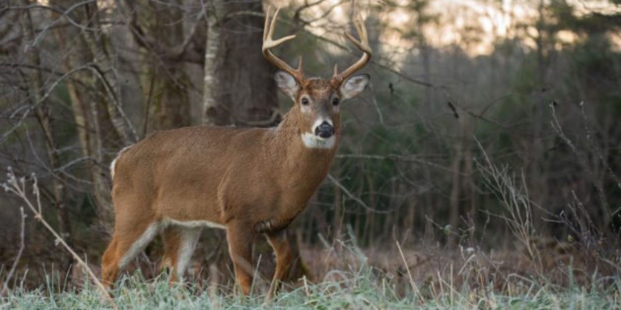 Michigan Considers Lifting Baiting Ban During Deer Season