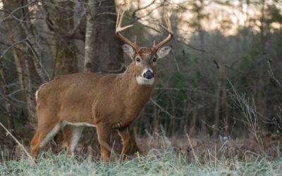 Michigan Considers Lifting Baiting Ban During Deer Season