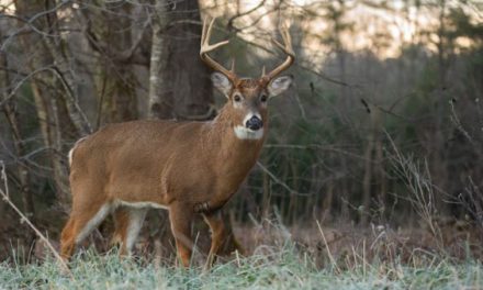 Michigan Considers Lifting Baiting Ban During Deer Season
