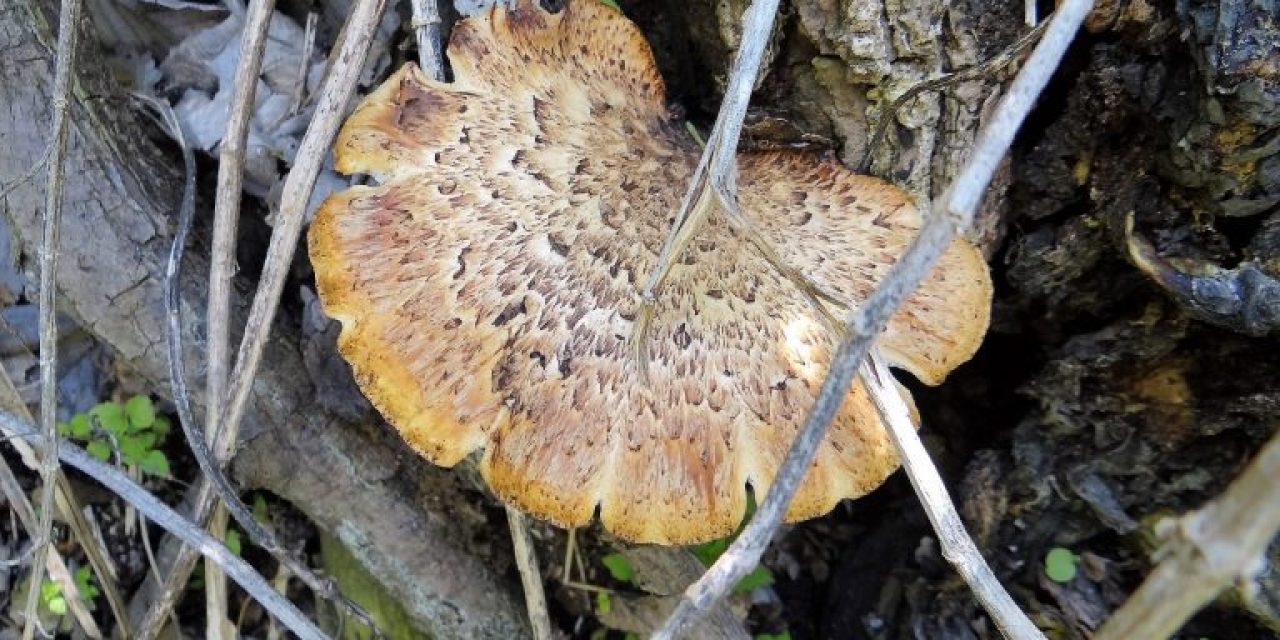 Morels Aren’t the Only Edible Fungi in Spring
