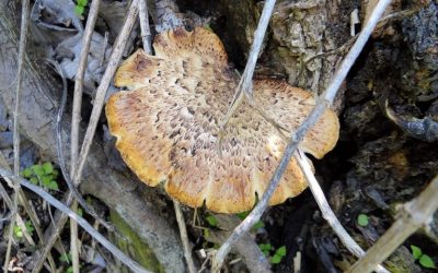 Morels Aren’t the Only Edible Fungi in Spring