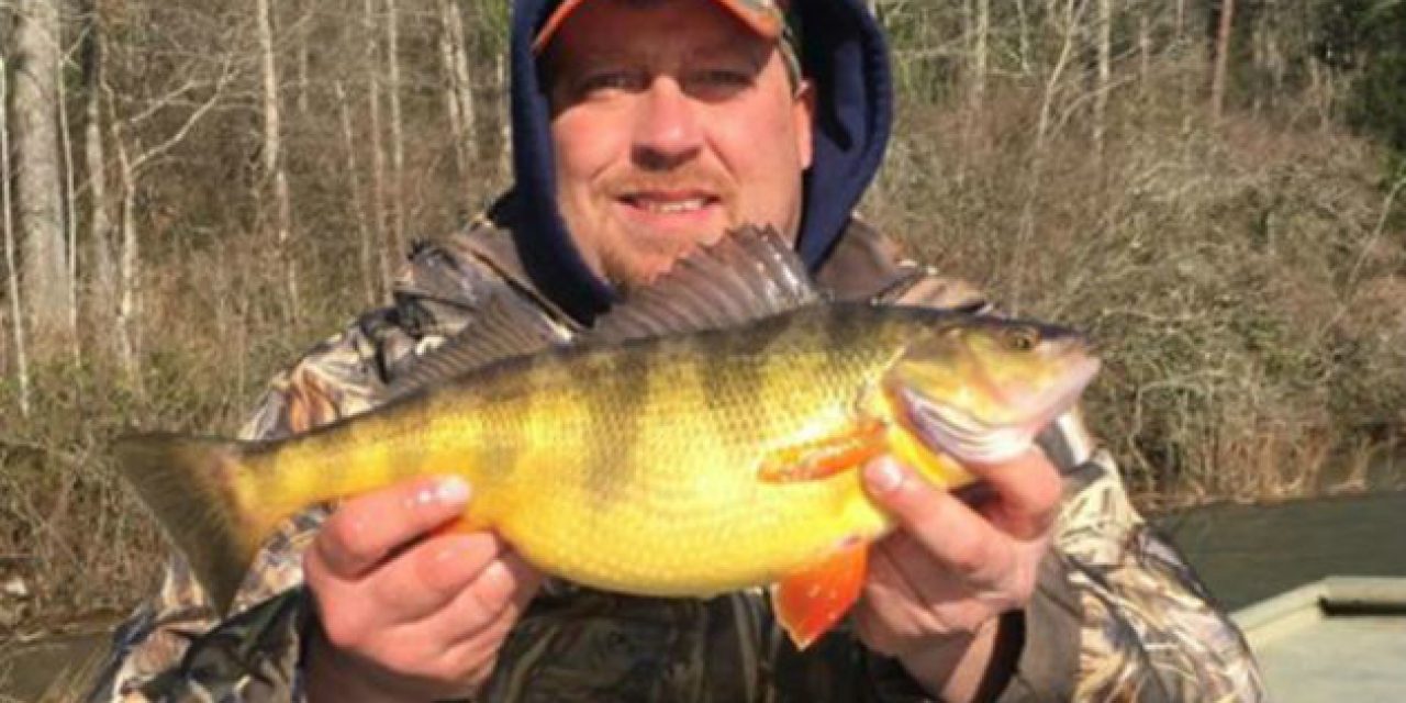 New Tennessee State Record Perch Caught By Michigan Angler